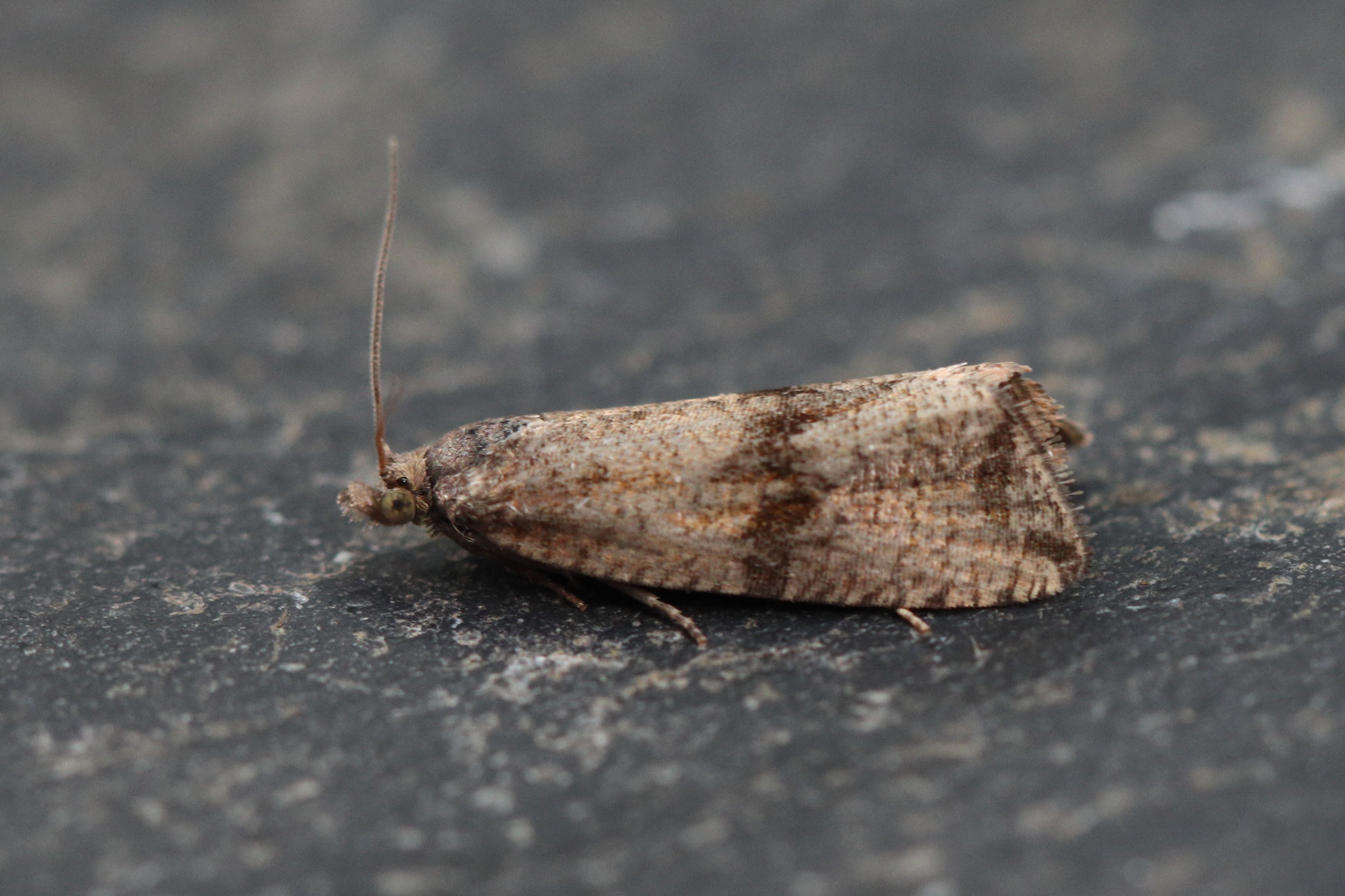 Photo of Barred Marble (Celypha striana)